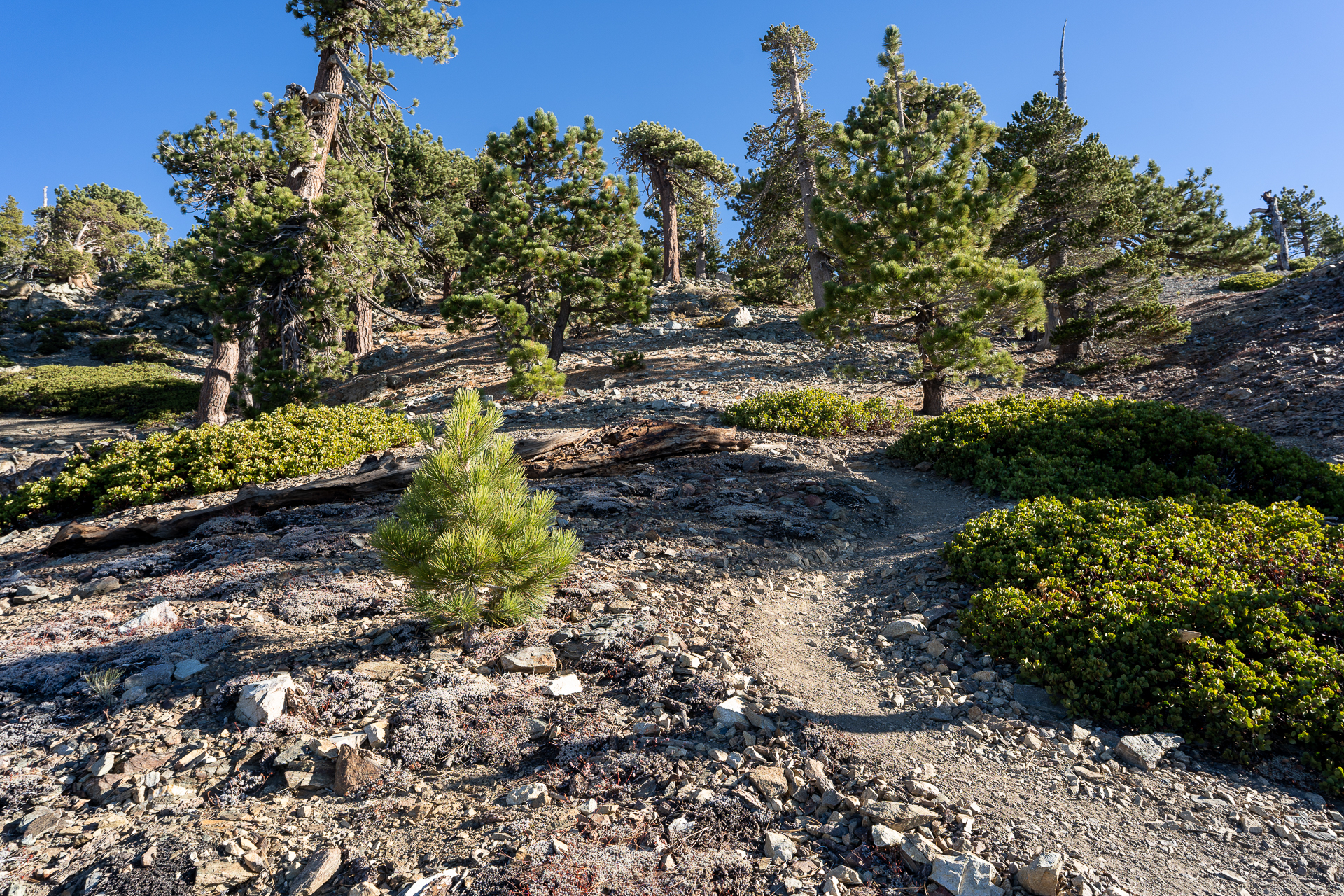 Baldy-Pine-Baldy Traverse