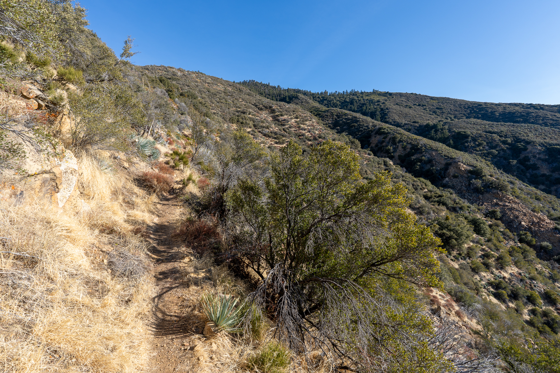 Reyes Peak via Chorro Grande Trail