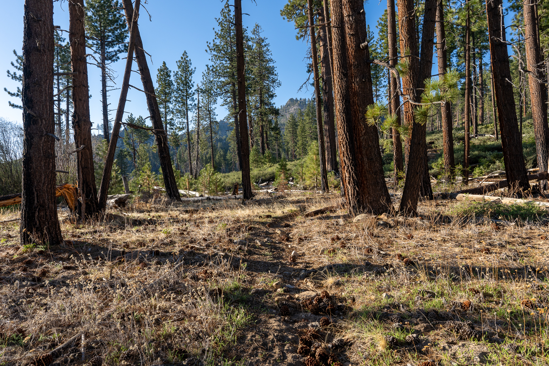 Trip report photo for Rockhouse Peak and Taylor Dome