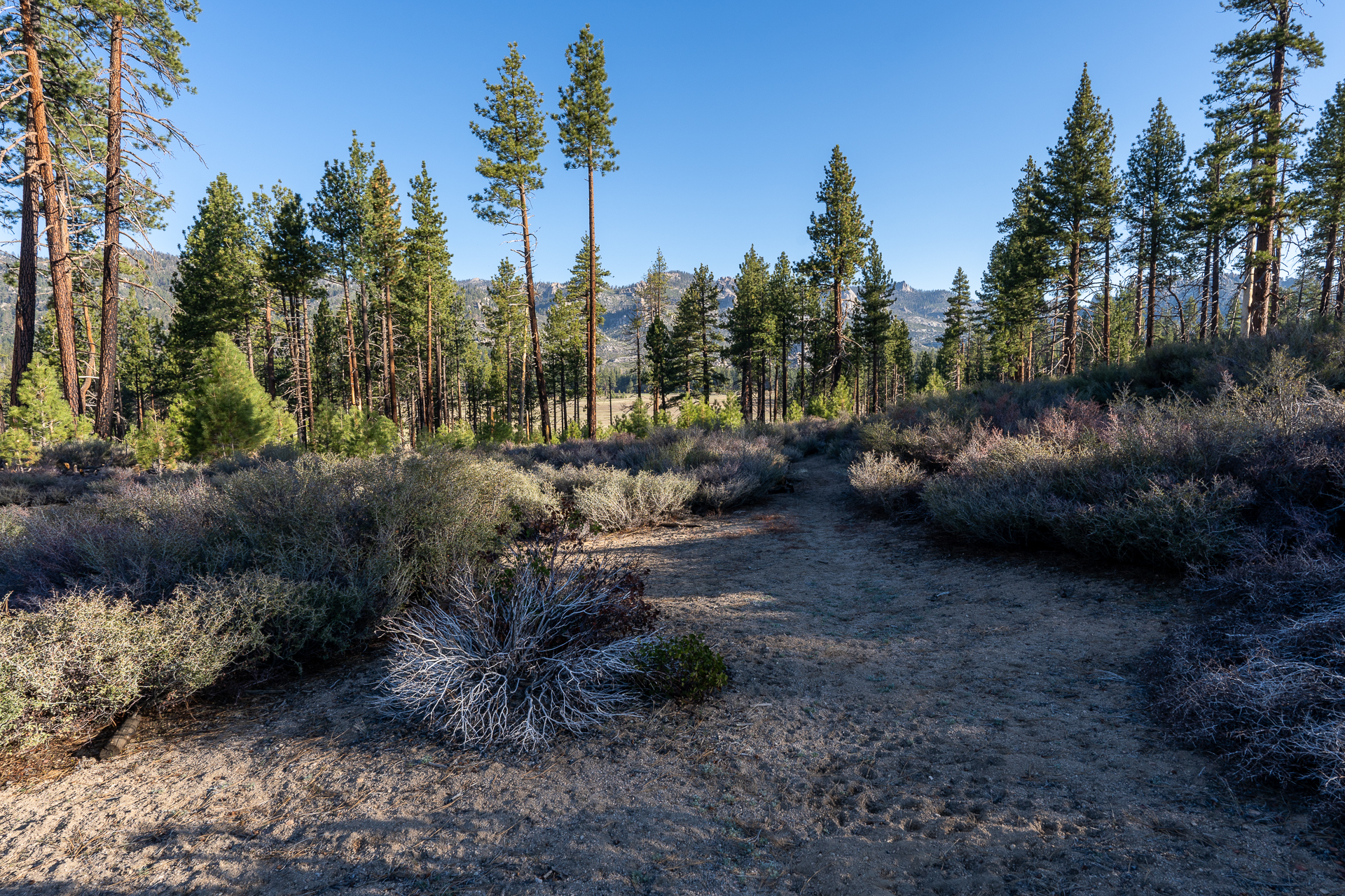 Trip report photo for Rockhouse Peak and Taylor Dome
