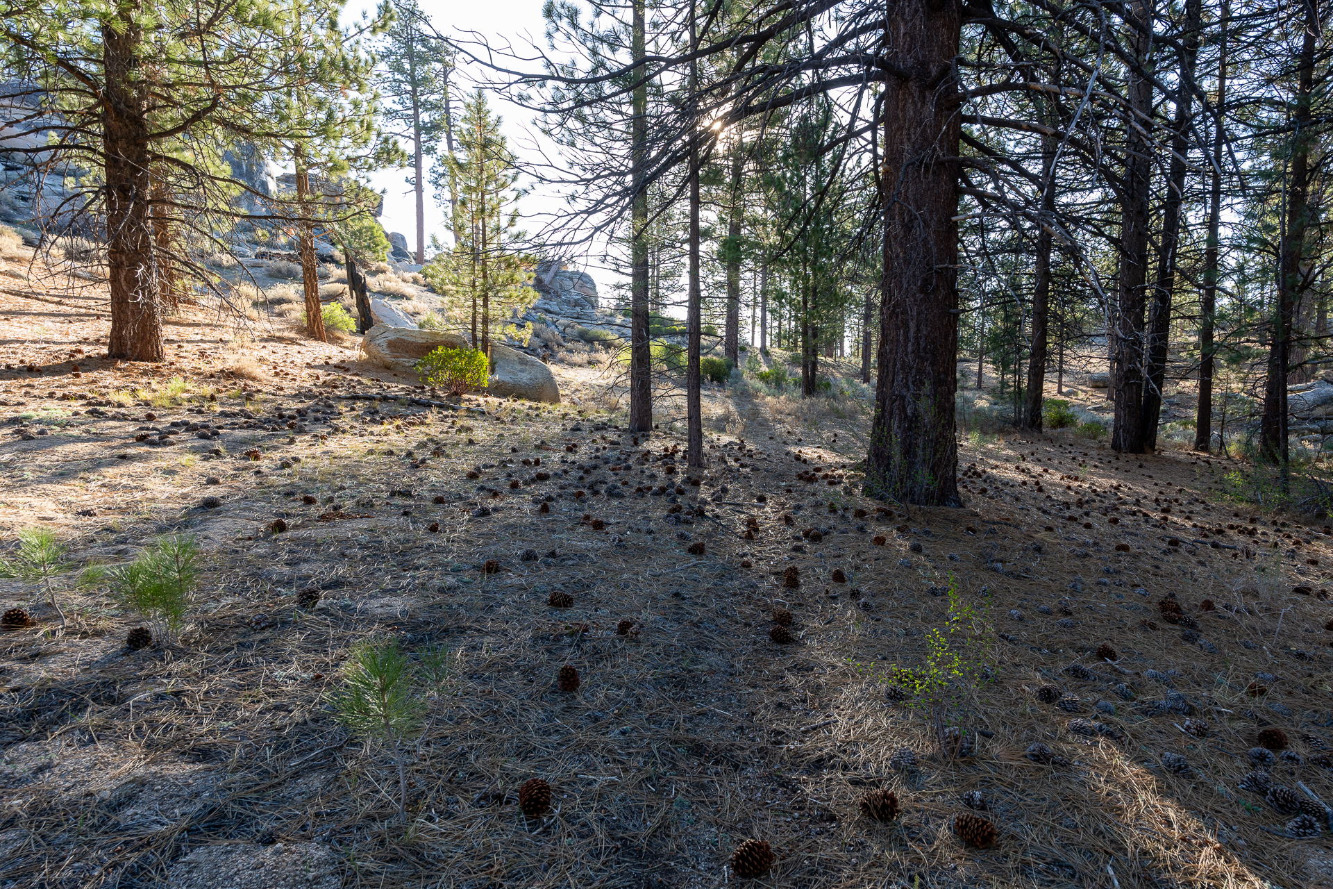 Trip report photo for Rockhouse Peak and Taylor Dome