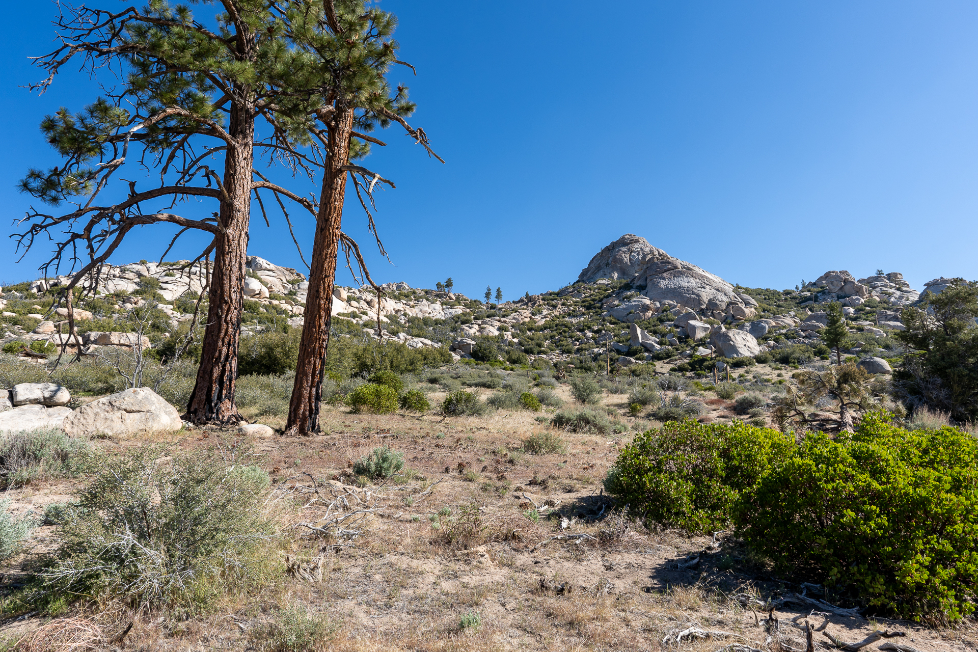 Trip report photo for Rockhouse Peak and Taylor Dome