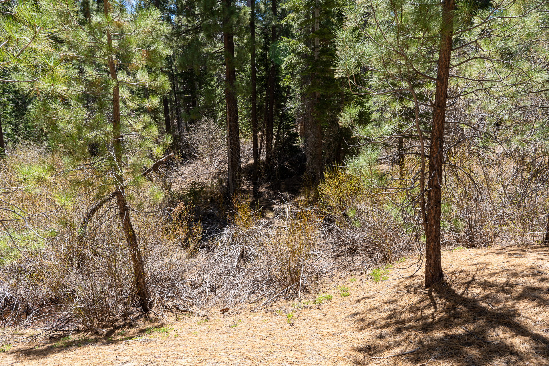 Trip report photo for Rockhouse Peak and Taylor Dome