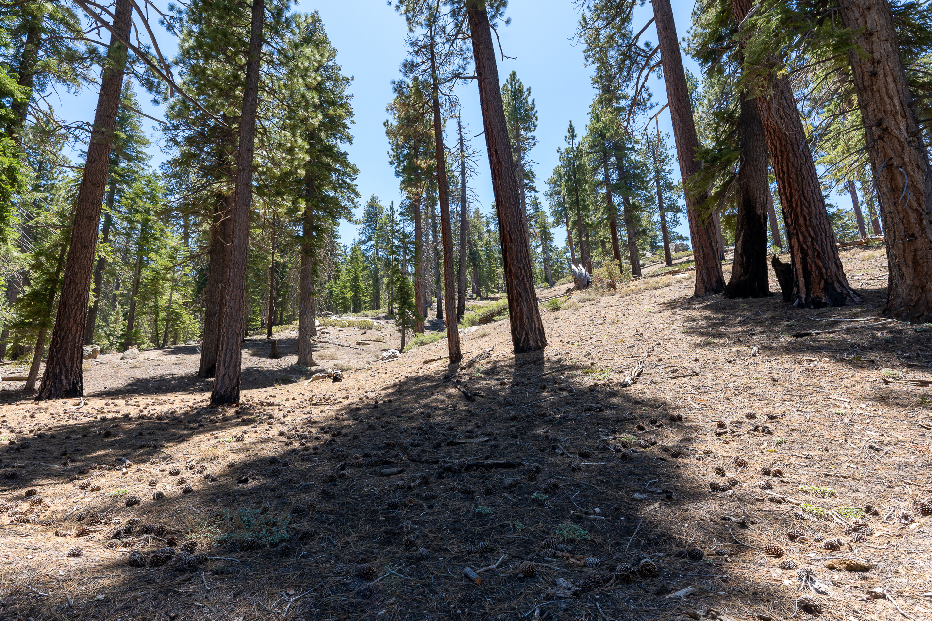 Trip report photo for Rockhouse Peak and Taylor Dome