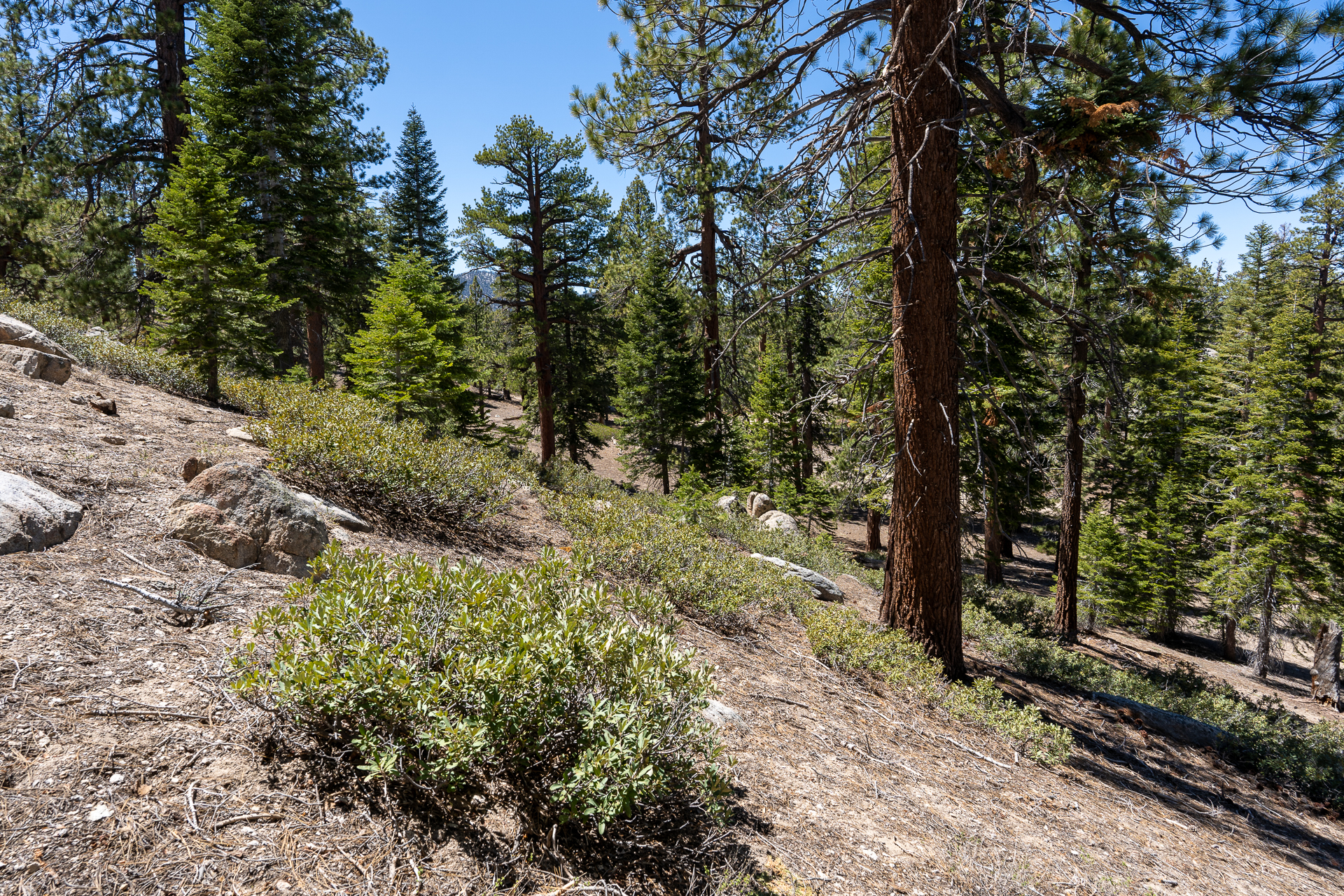 Trip report photo for Rockhouse Peak and Taylor Dome