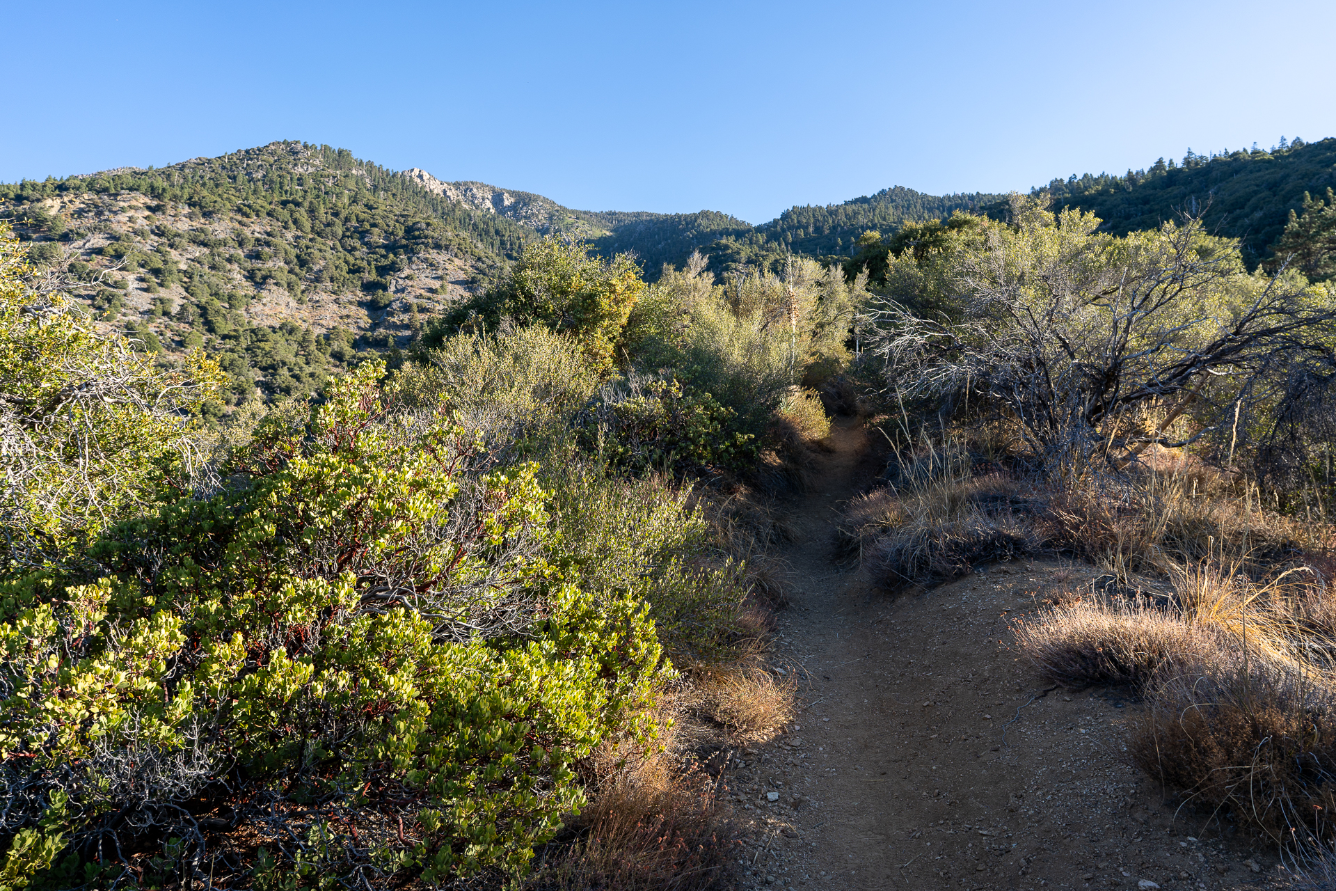 San Bernardino East Peak via Momyer Creek Trail