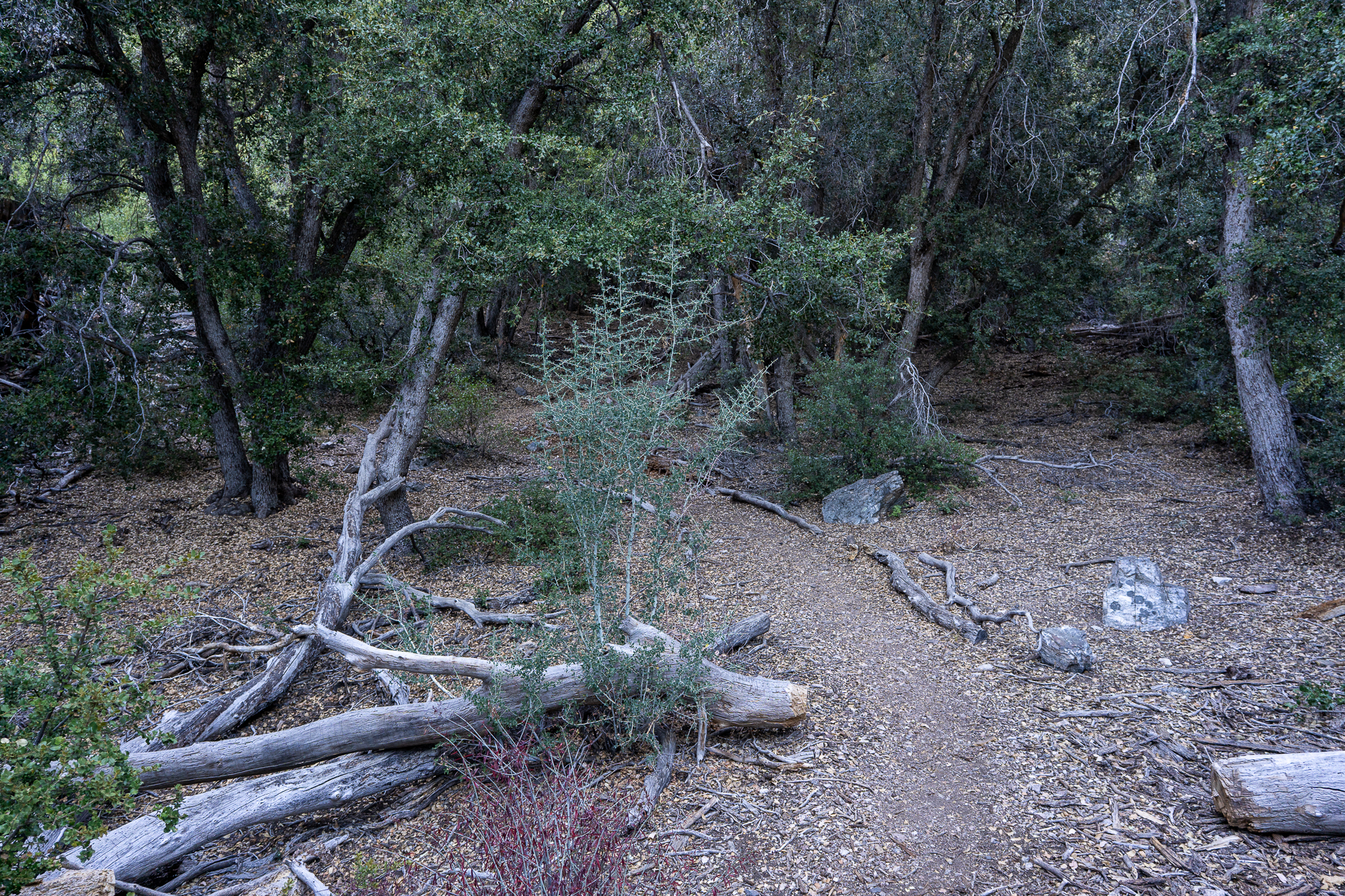 San Bernardino East Peak via Momyer Creek Trail