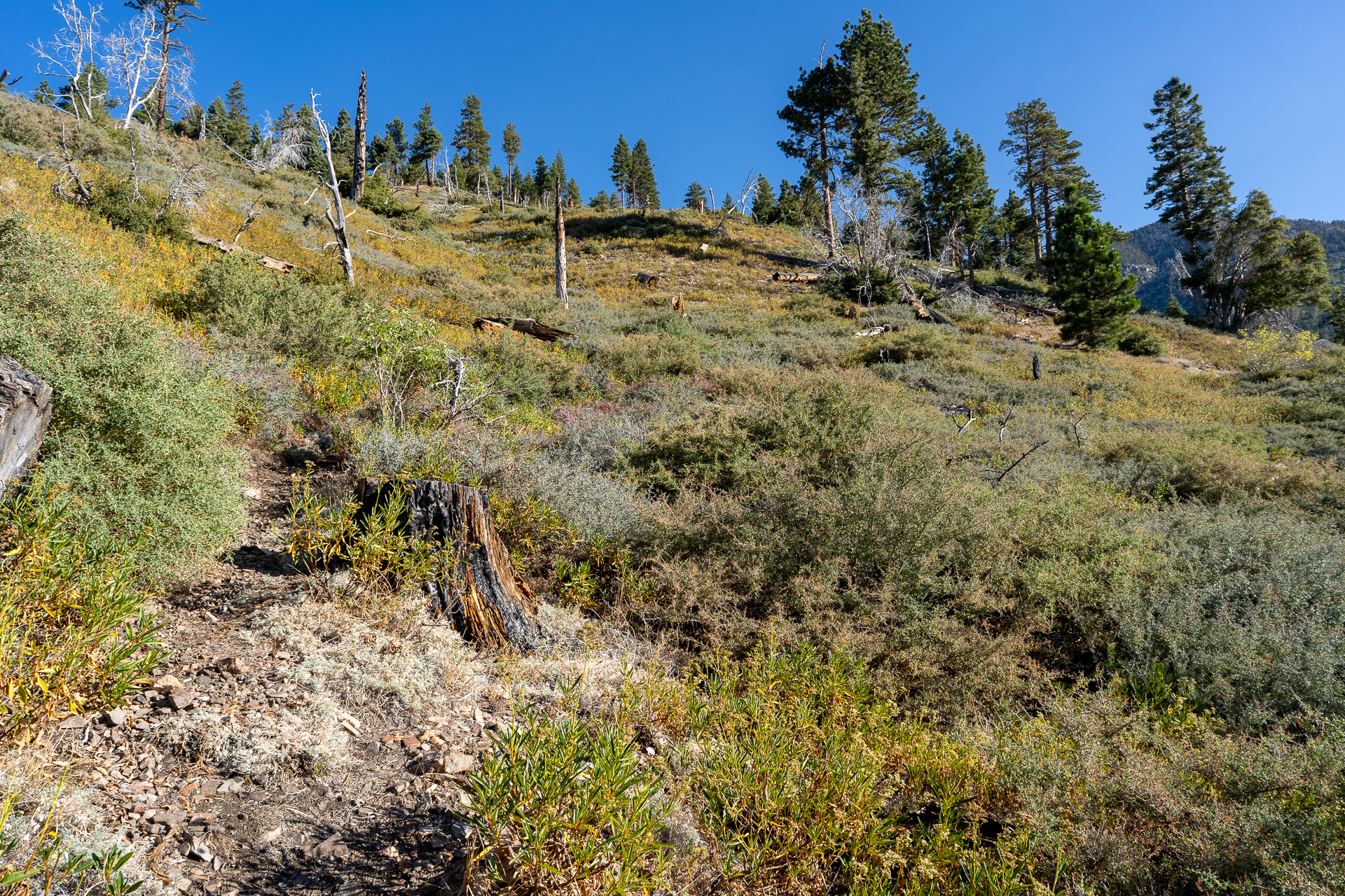 San Bernardino East Peak via Momyer Creek Trail
