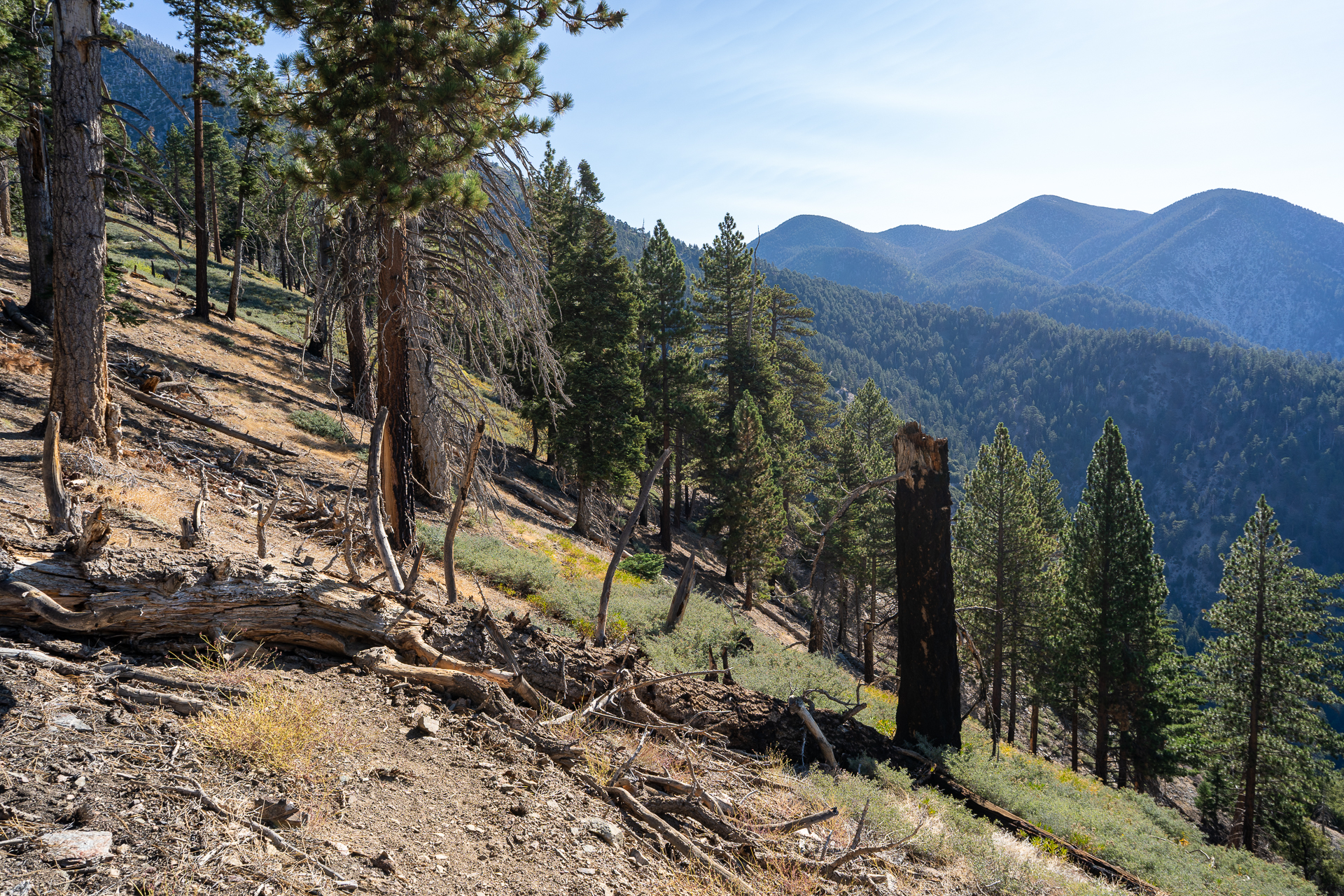 San Bernardino East Peak via Momyer Creek Trail