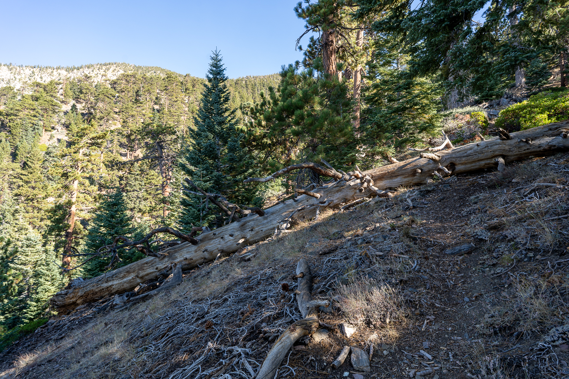 San Bernardino East Peak via Momyer Creek Trail