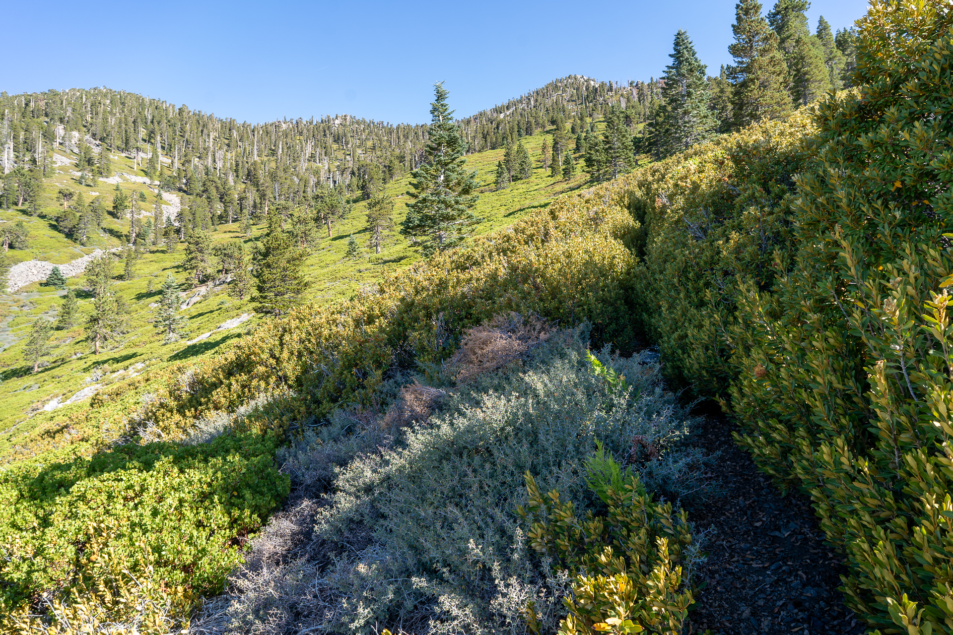 San Bernardino East Peak via Momyer Creek Trail