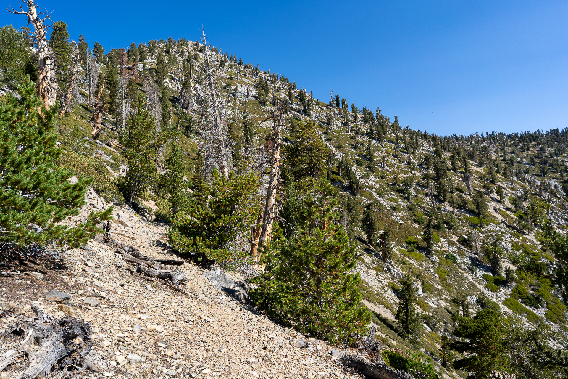 San Bernardino East Peak via Momyer Creek Trail