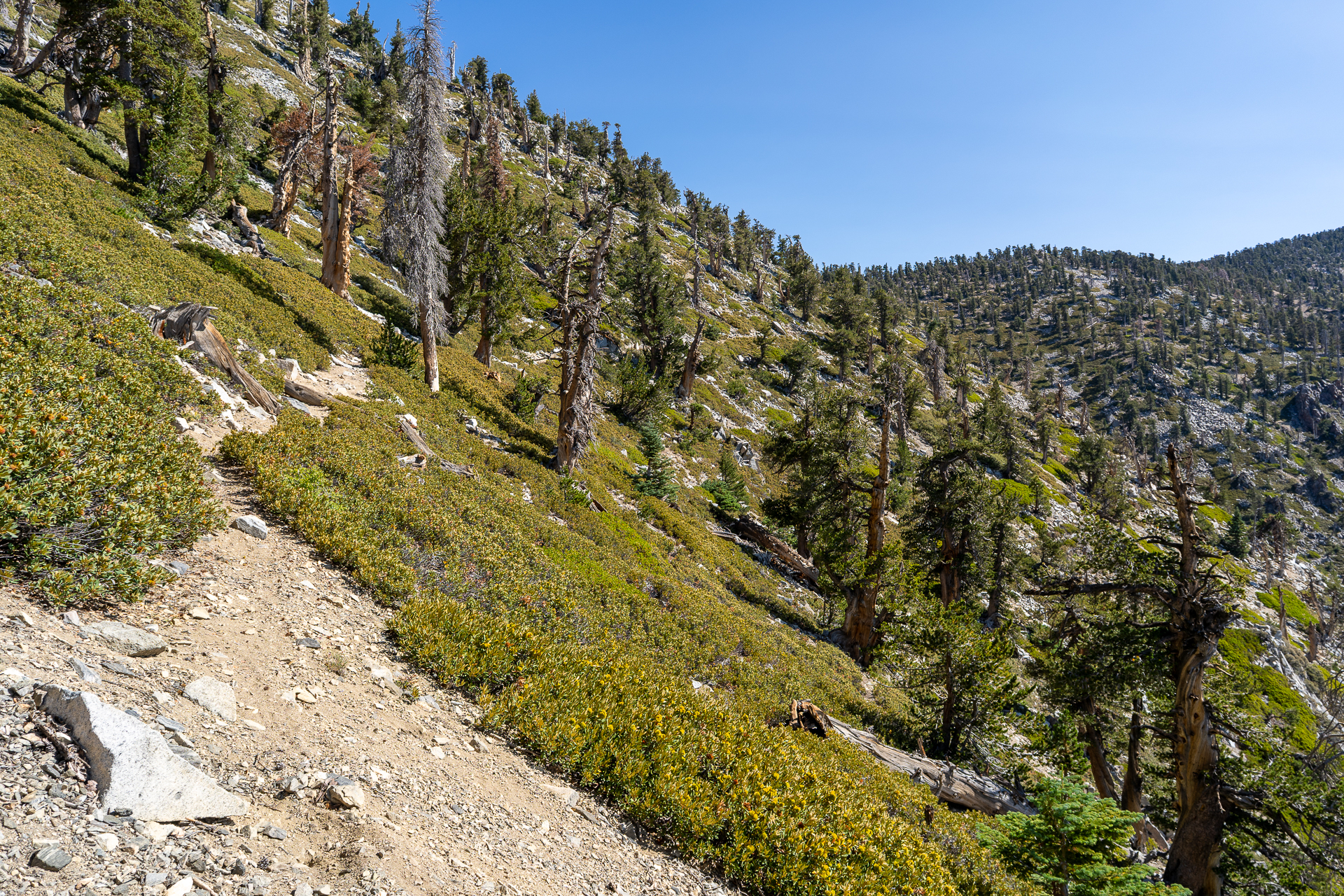 San Bernardino East Peak via Momyer Creek Trail