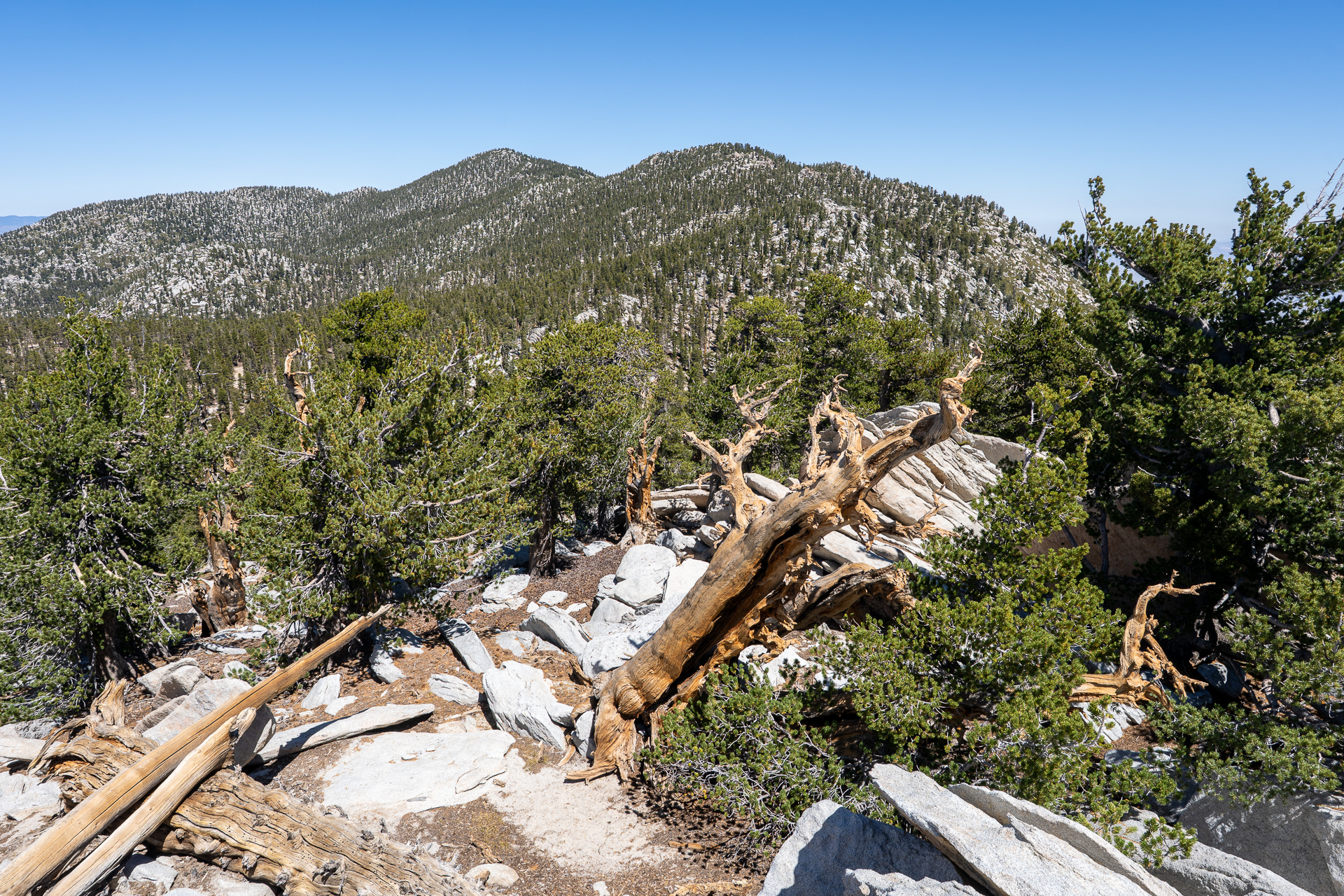 San Jacinto Mountains 10,000-foot Peaks Loop