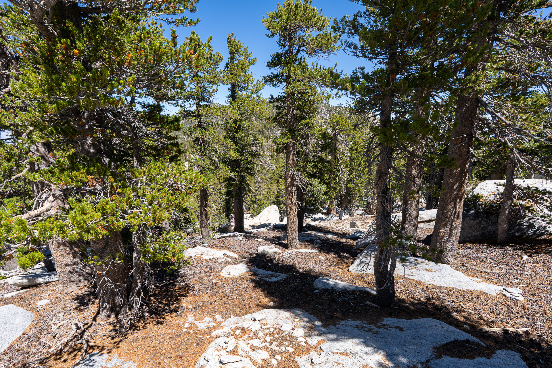 San Jacinto Mountains 10,000-foot Peaks Loop