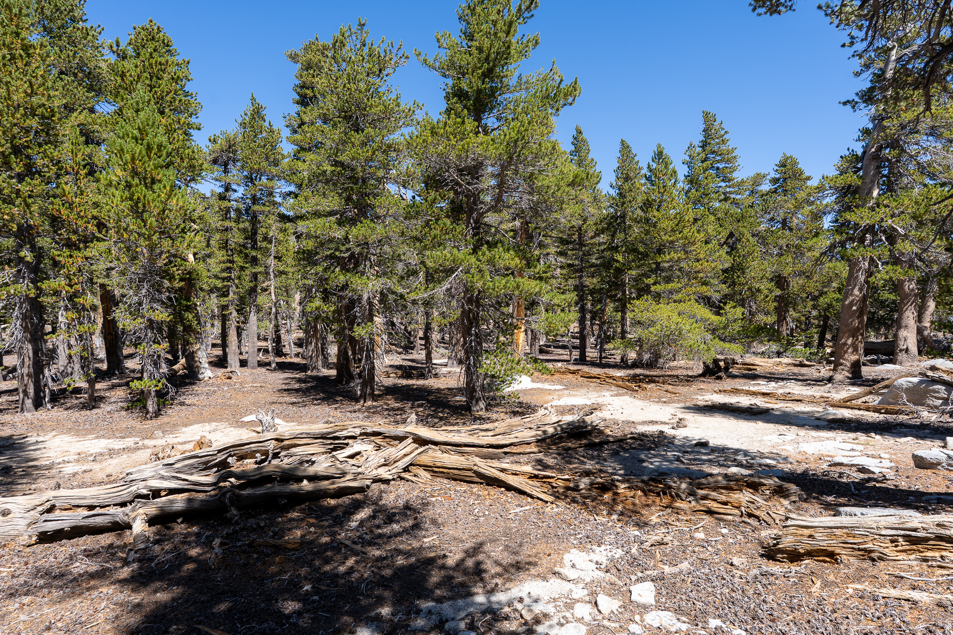 San Jacinto Mountains 10,000-foot Peaks Loop