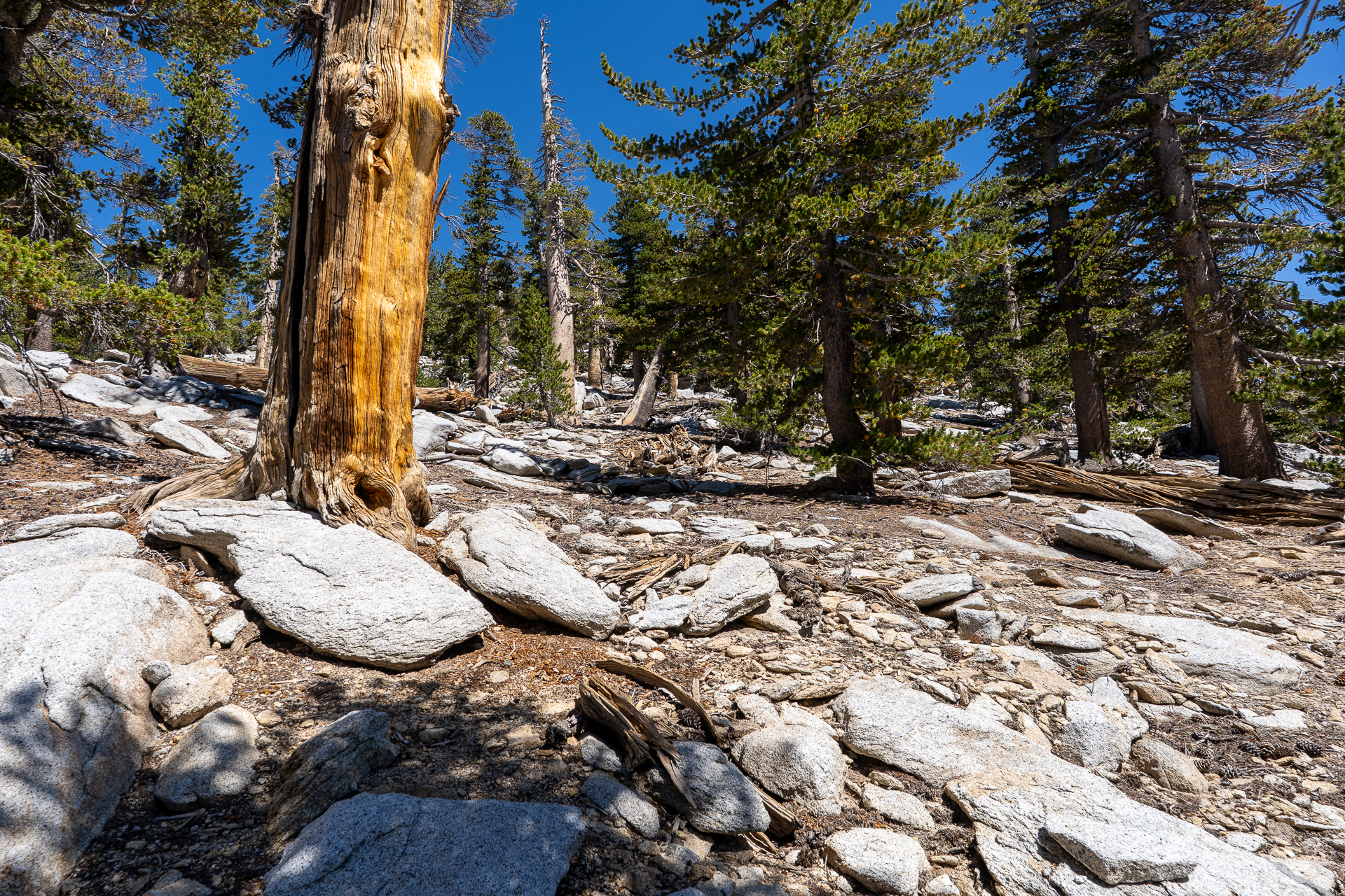 San Jacinto Mountains 10,000-foot Peaks Loop