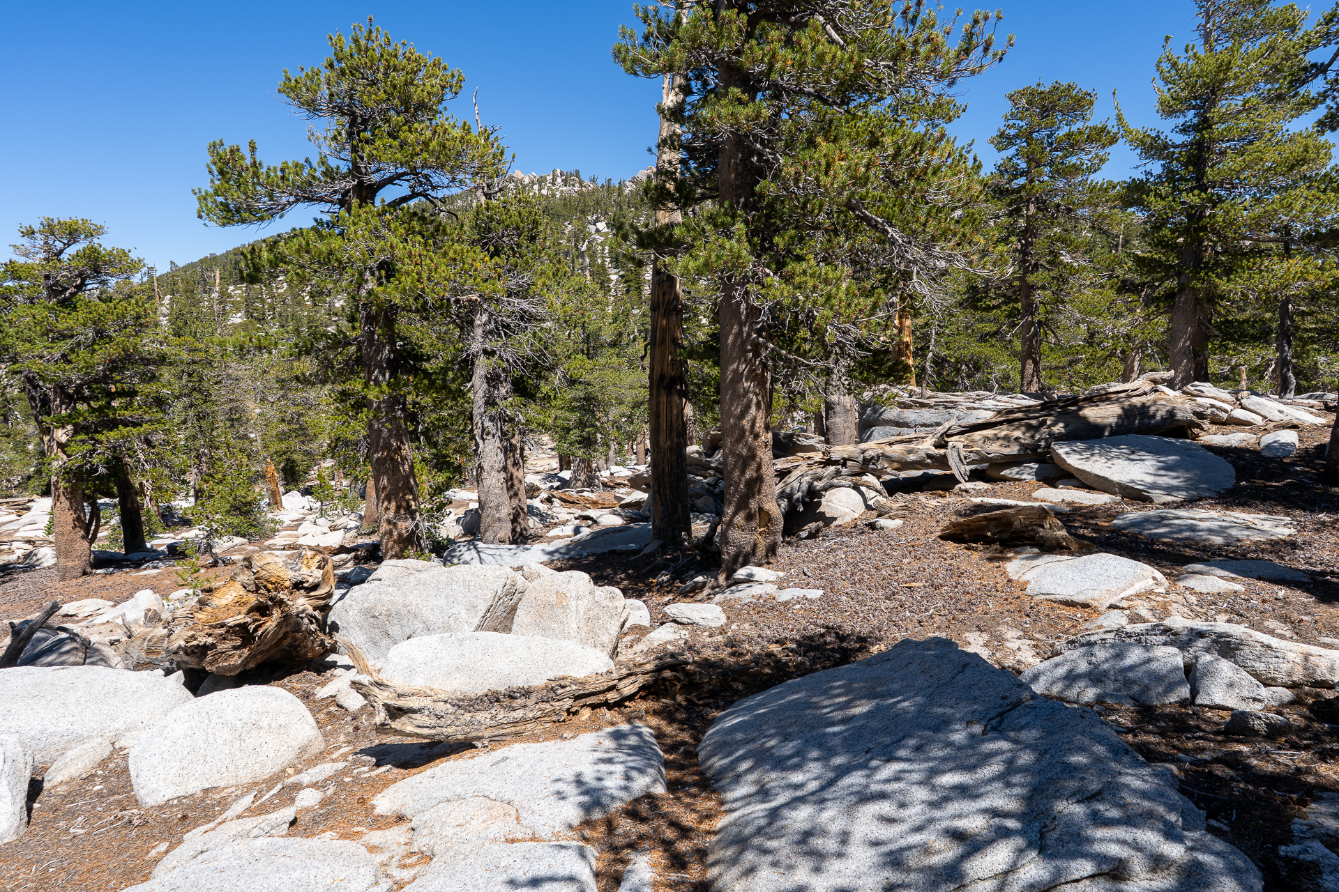 San Jacinto Mountains 10,000-foot Peaks Loop