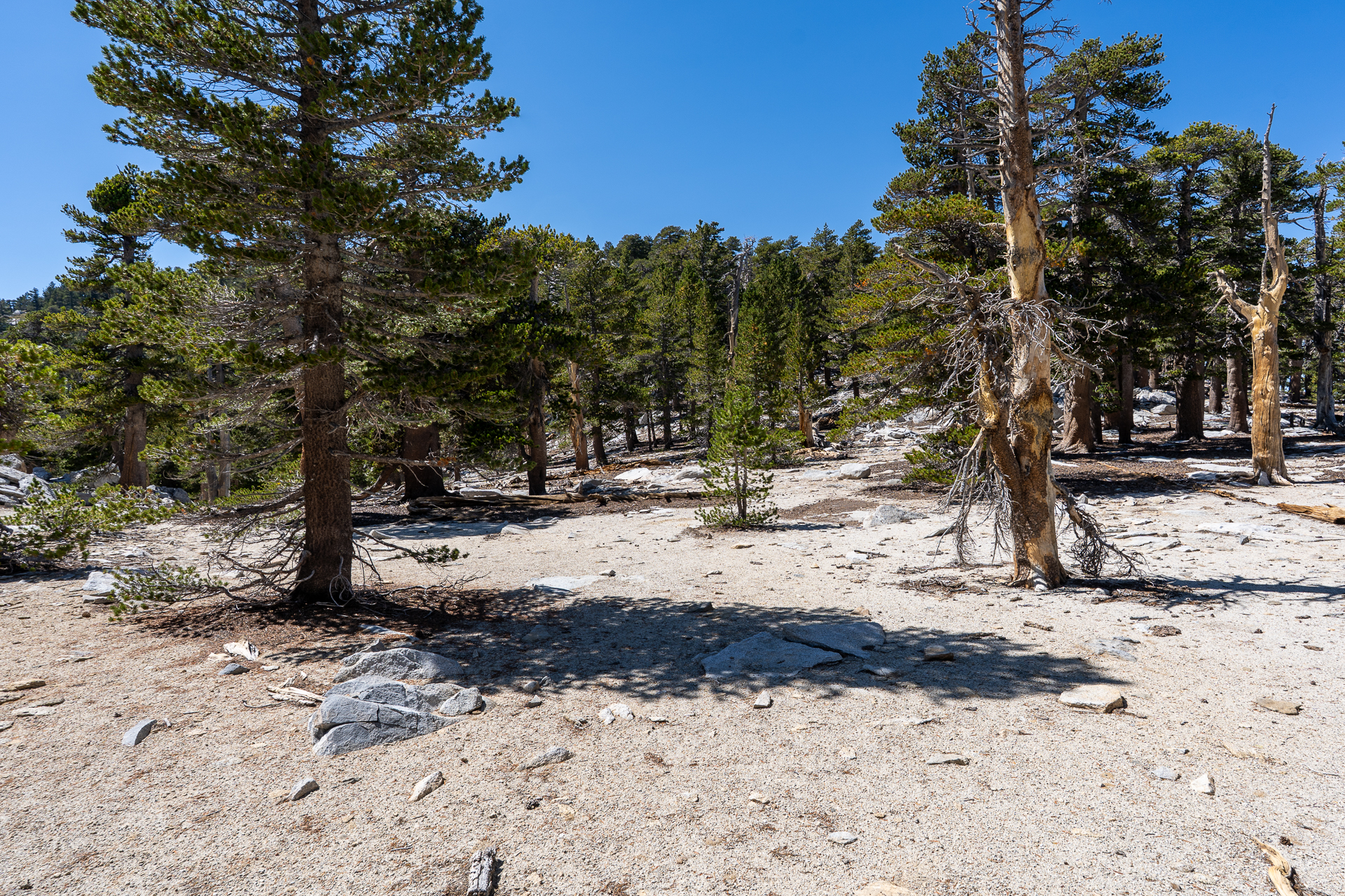 San Jacinto Mountains 10,000-foot Peaks Loop