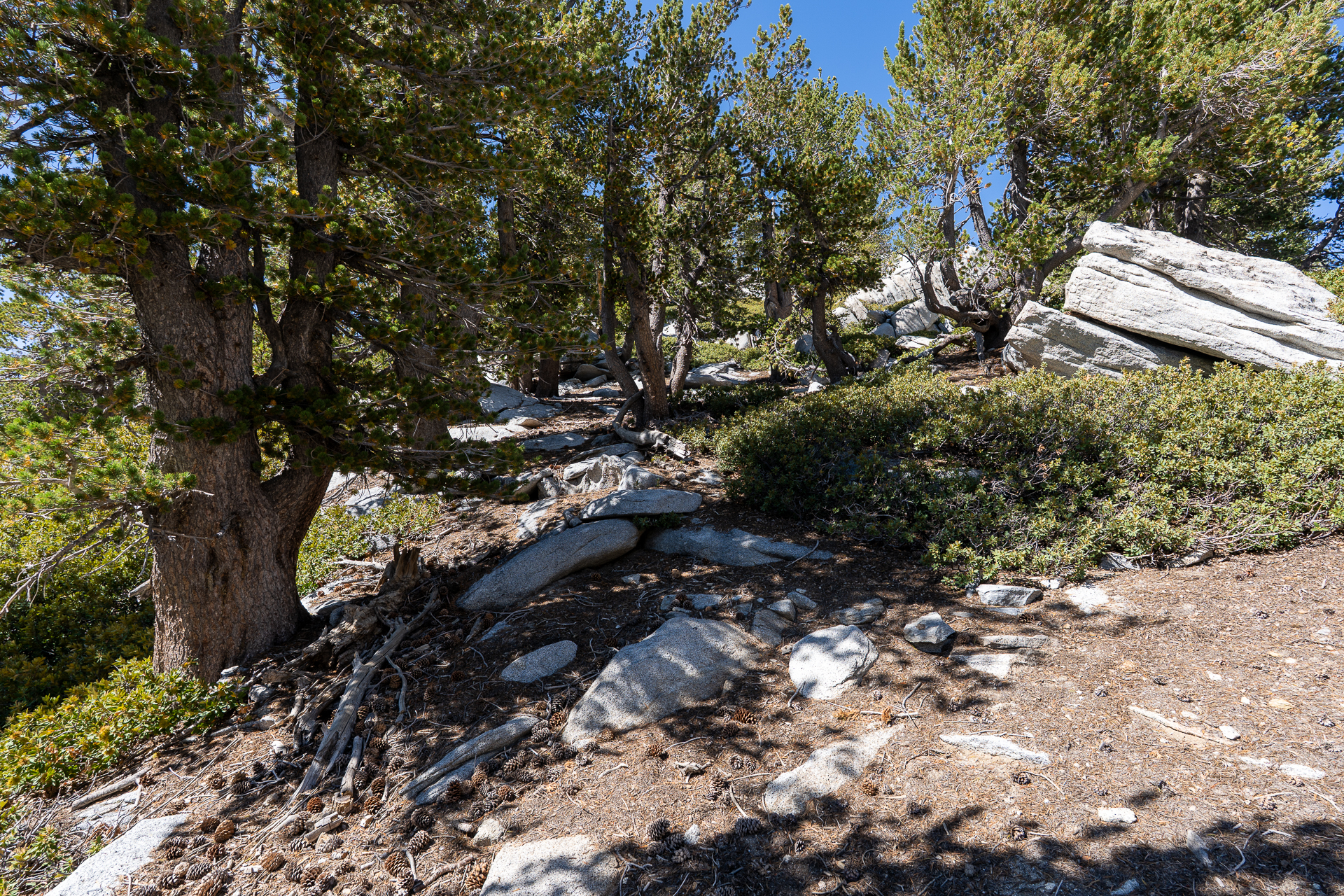 San Jacinto Mountains 10,000-foot Peaks Loop