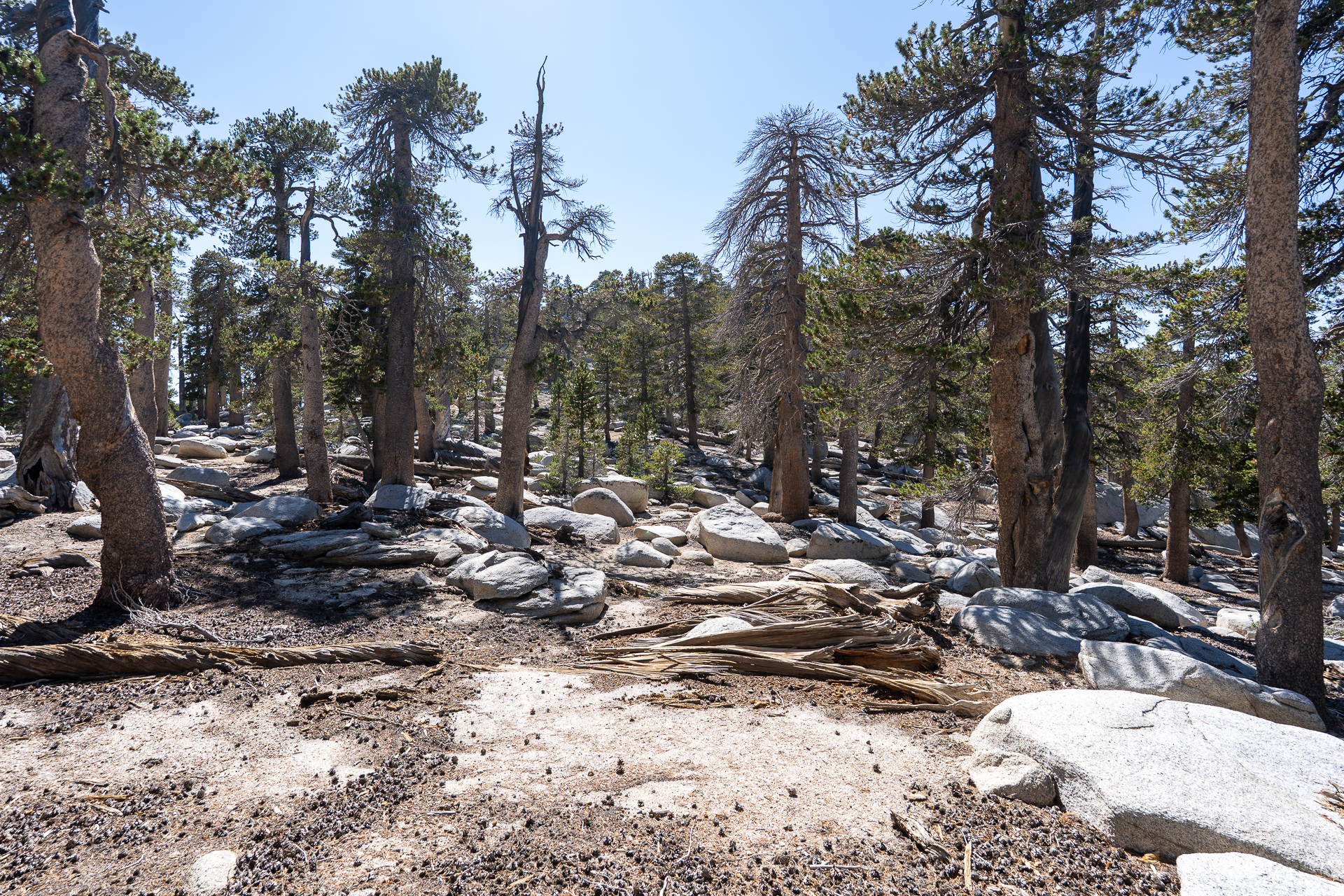 San Jacinto Mountains 10,000-foot Peaks Loop