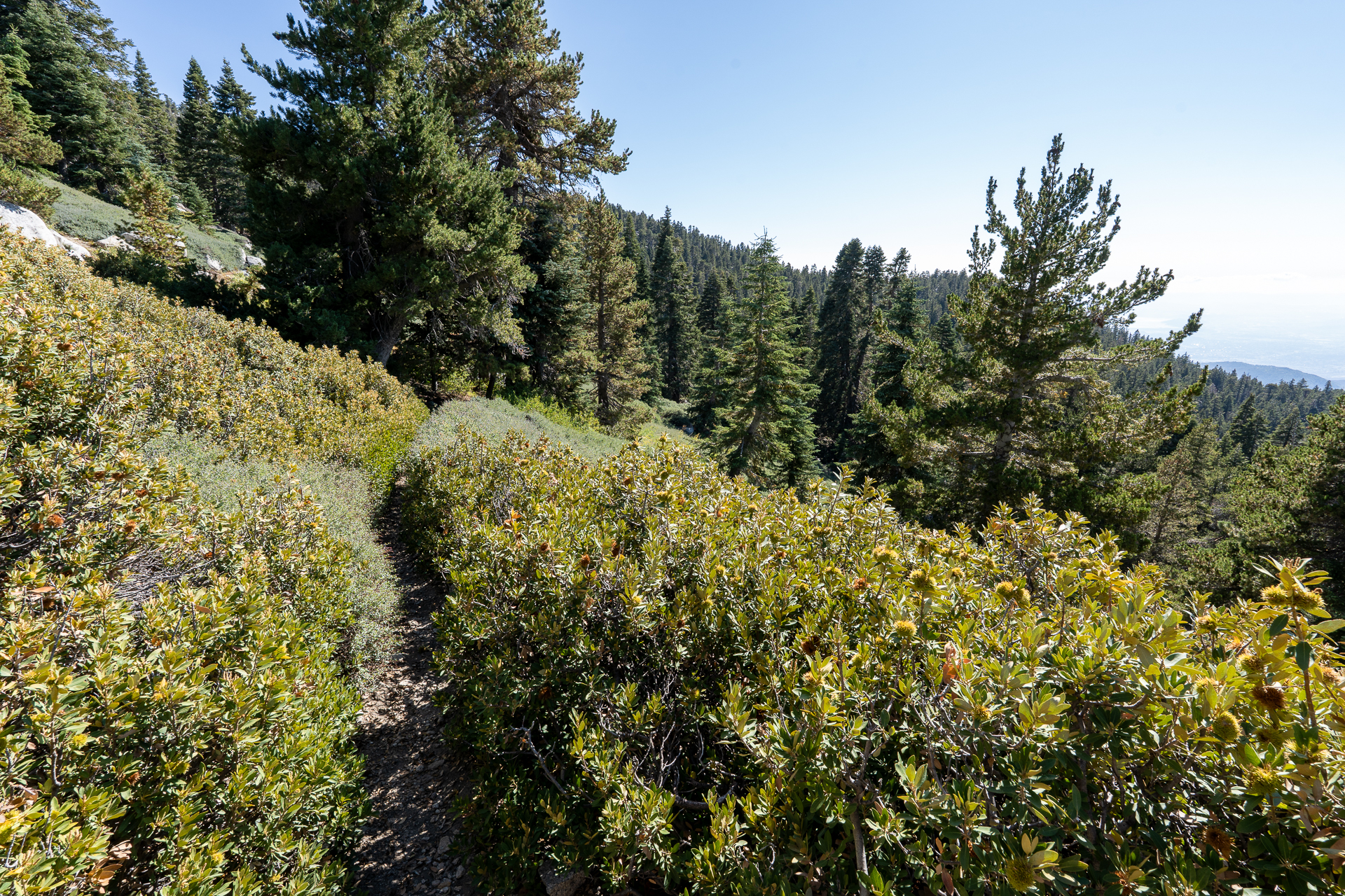 San Jacinto Mountains 10,000-foot Peaks Loop
