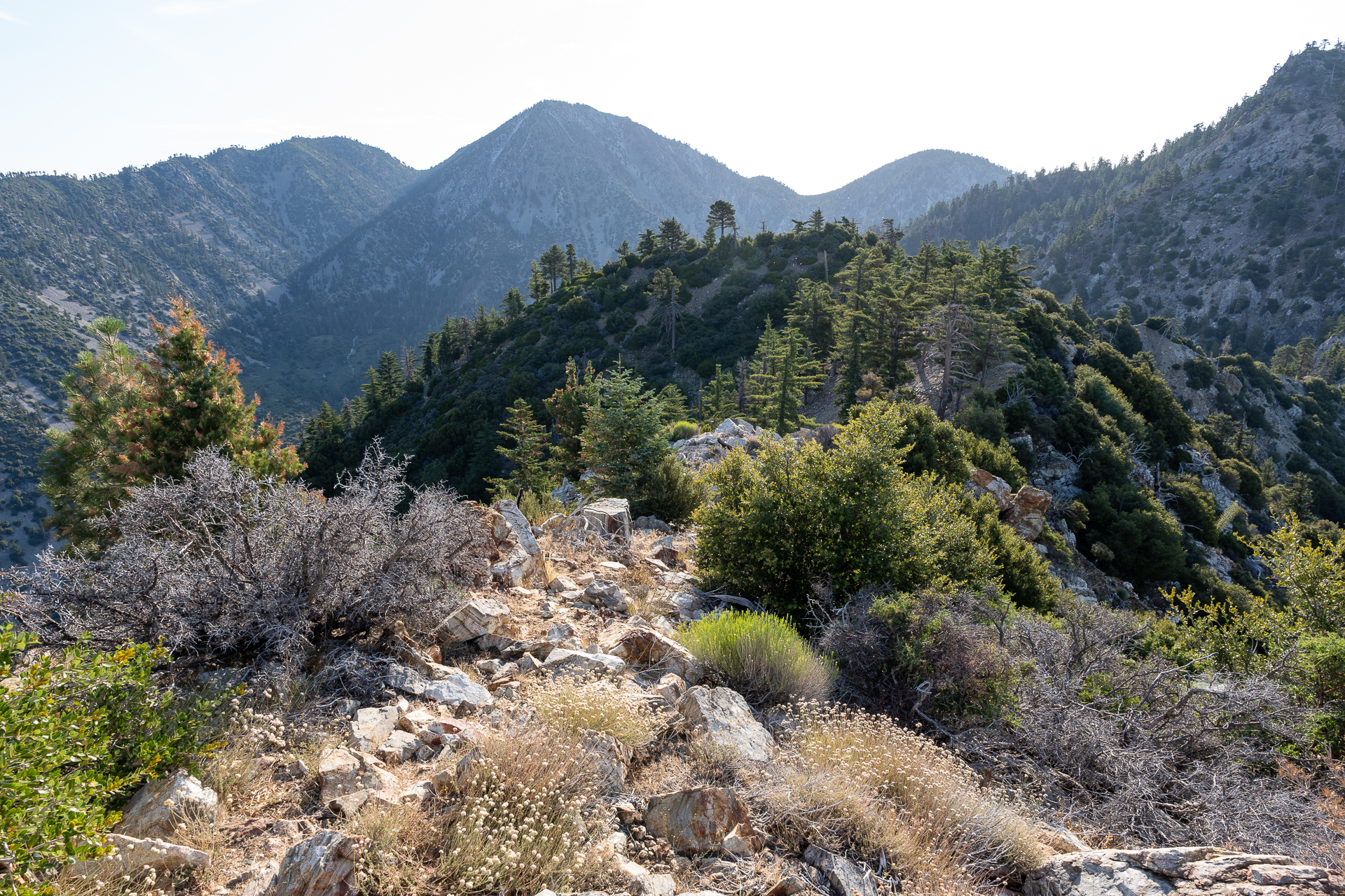 Trip report photo for Sugaloaf Peak, Ontario Peak, and Bighorn Peak Loop
