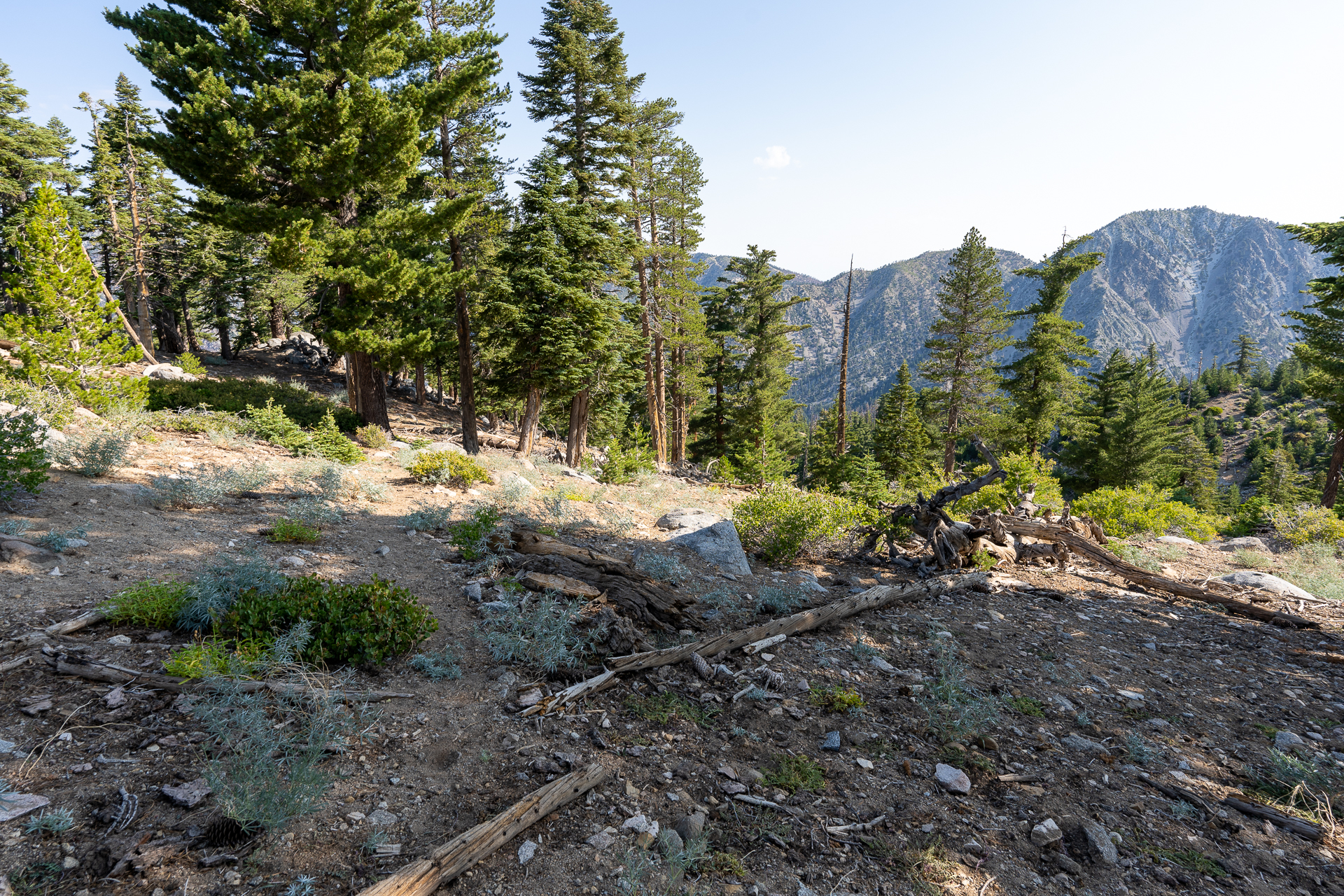 Trip report photo for Sugaloaf Peak, Ontario Peak, and Bighorn Peak Loop