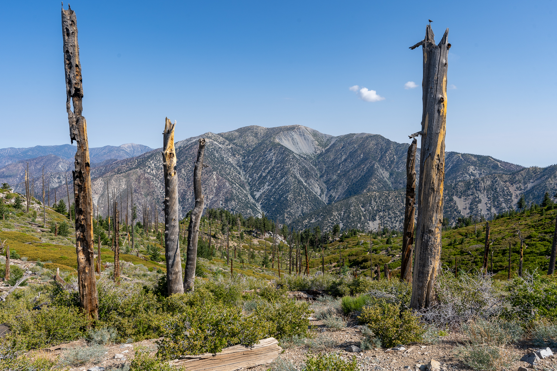 Trip report photo for Sugaloaf Peak, Ontario Peak, and Bighorn Peak Loop