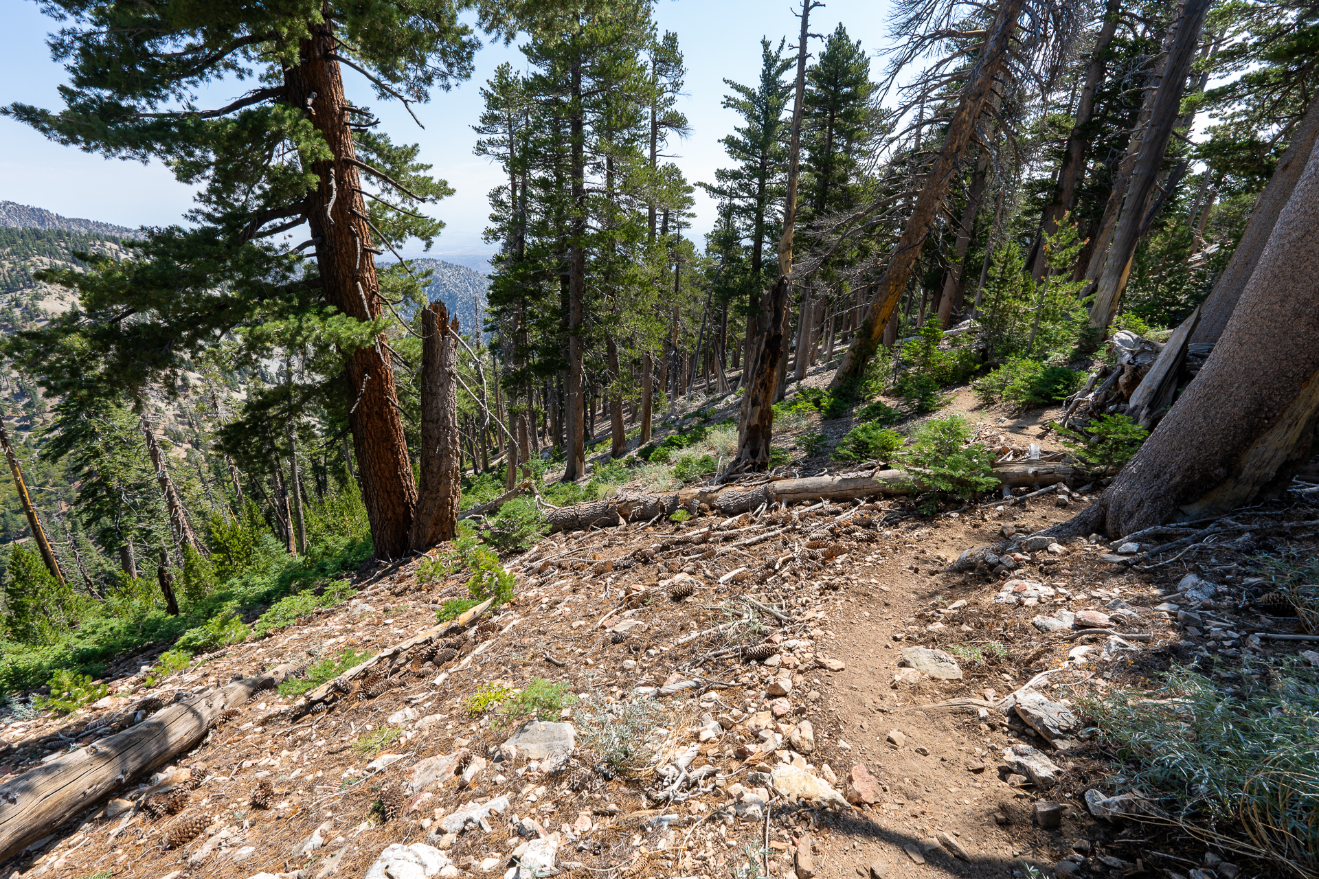 Trip report photo for Sugaloaf Peak, Ontario Peak, and Bighorn Peak Loop