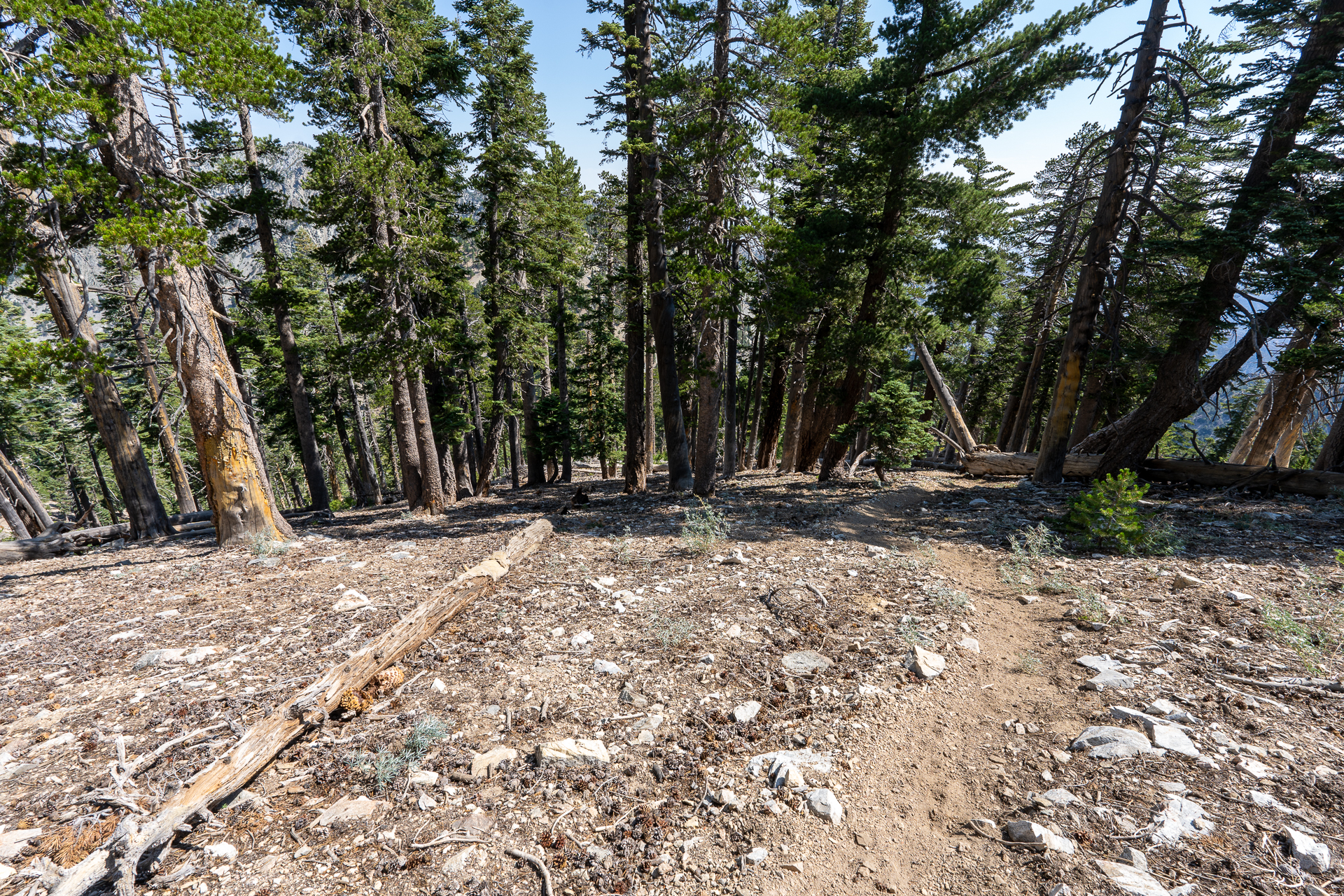 Trip report photo for Sugaloaf Peak, Ontario Peak, and Bighorn Peak Loop