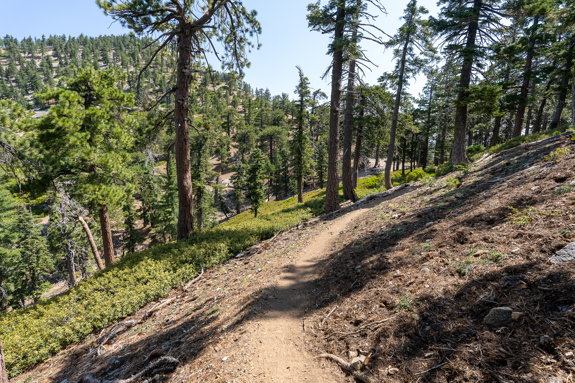 Trip report photo for Sugaloaf Peak, Ontario Peak, and Bighorn Peak Loop