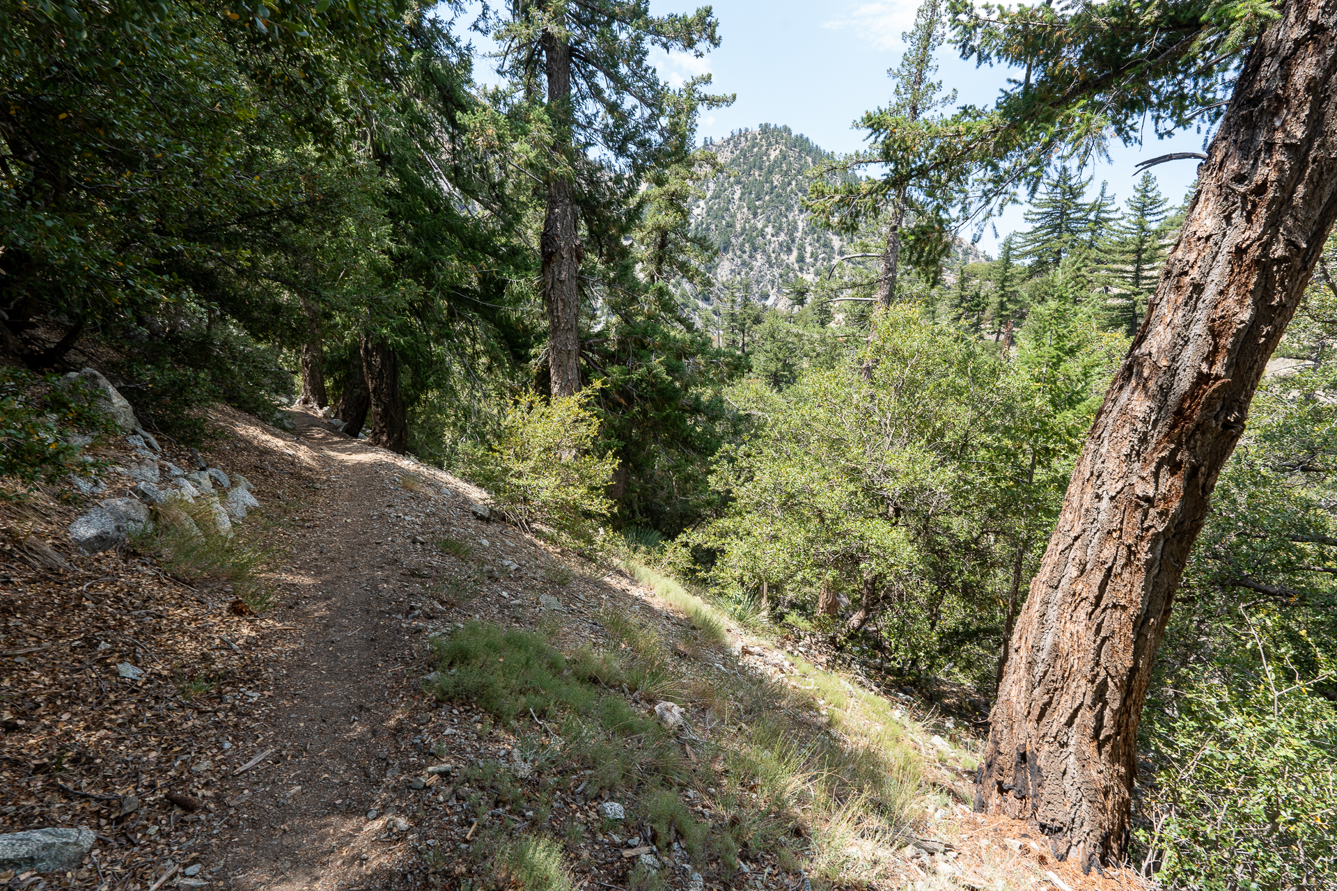 Trip report photo for Sugaloaf Peak, Ontario Peak, and Bighorn Peak Loop