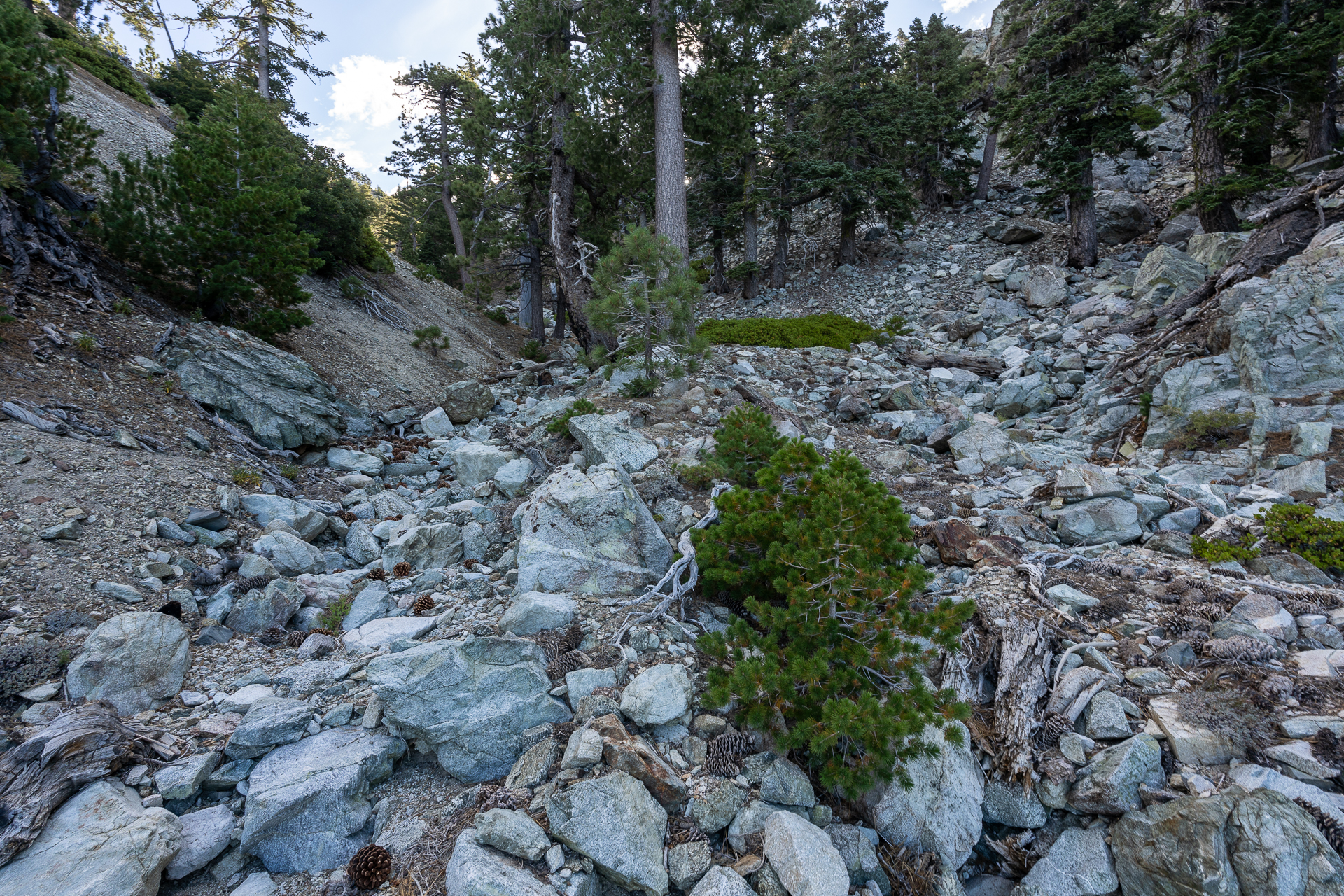 Telegraph Peak and Thunder Mountain Loop