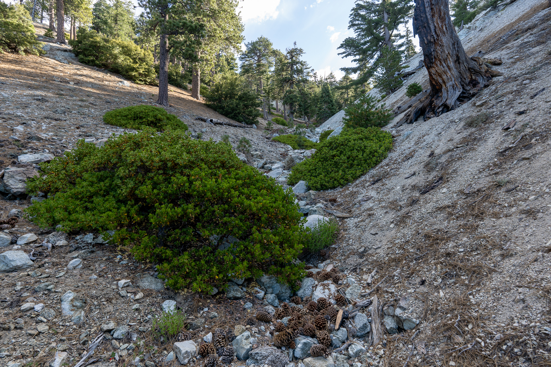 Telegraph Peak and Thunder Mountain Loop via Timbergraph Wash and Cedar Canyon
