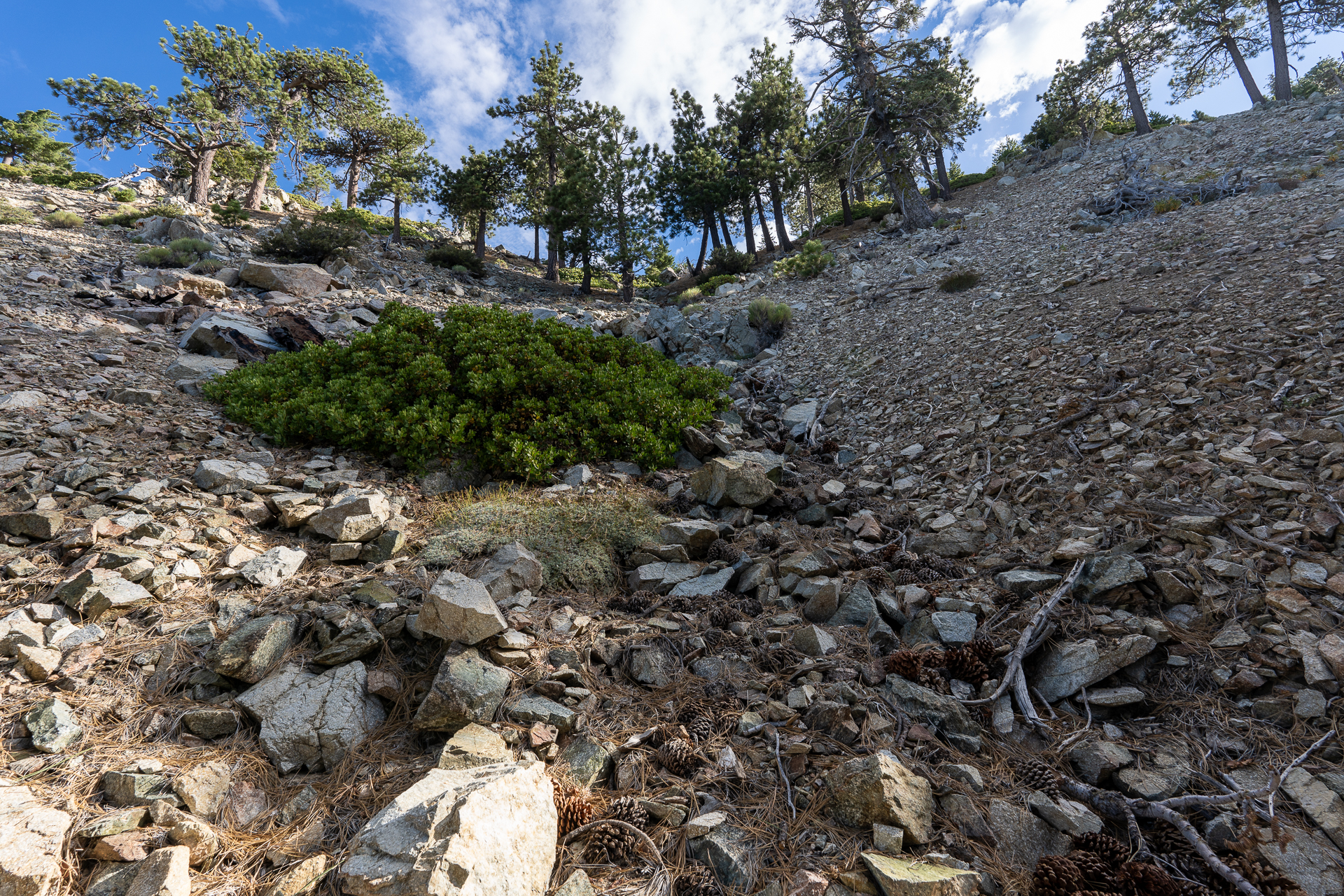 Telegraph Peak and Thunder Mountain Loop