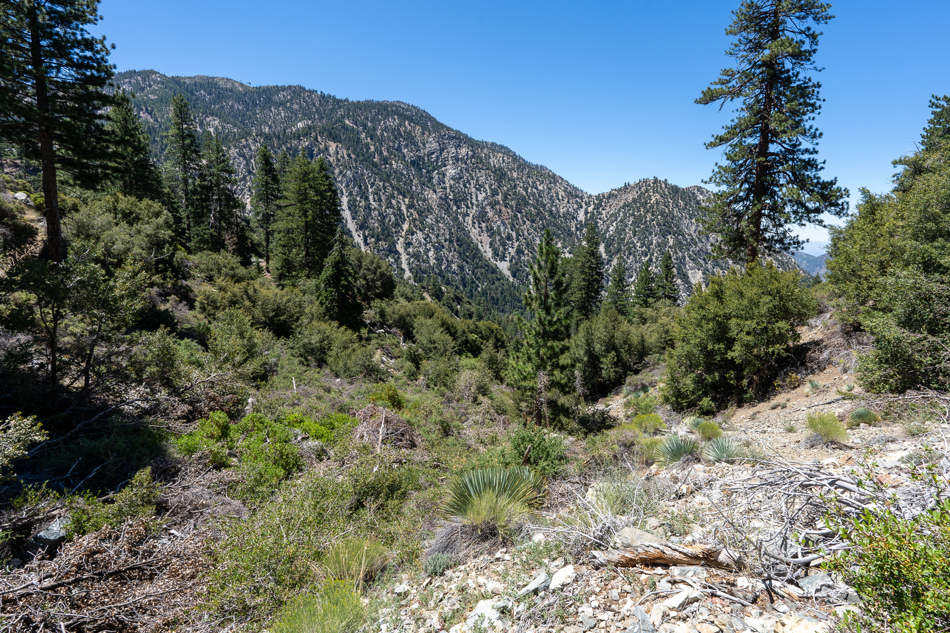 Telegraph Peak and Thunder Mountain Loop via Timbergraph Wash and Cedar Canyon